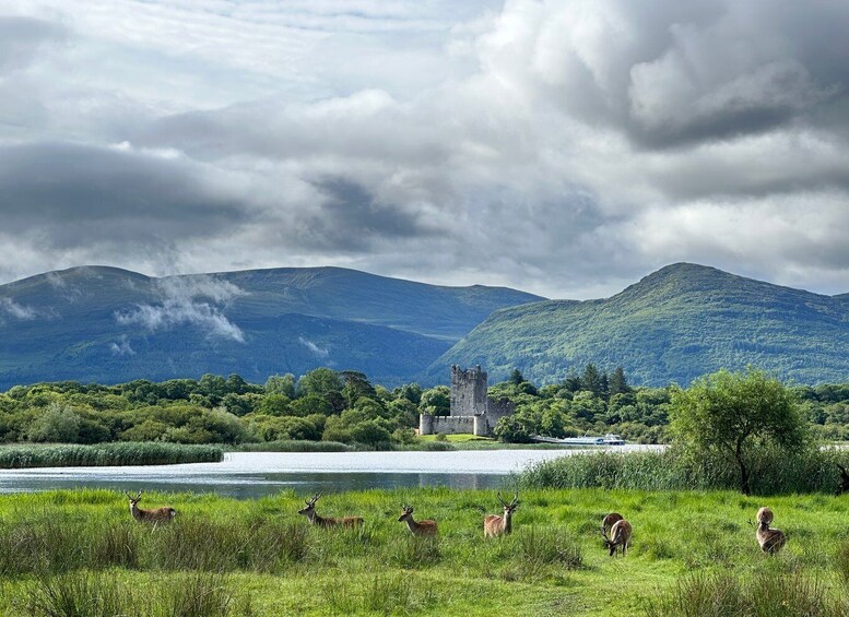 Picture 6 for Activity Killarney: Killarney National Park Private Tour