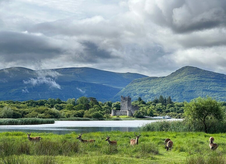 Picture 6 for Activity Killarney: Killarney National Park Private Tour