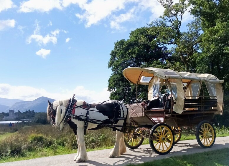 Killarney: Killarney National Park Private Tour