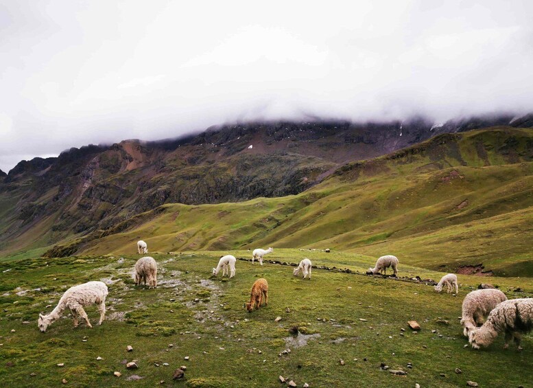 Picture 7 for Activity Cusco: Guided Rainbow Mountain Hike with Breakfast and Lunch