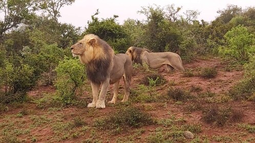 Schotia: Open Safari Jeep - Morning or Afternoon Tour