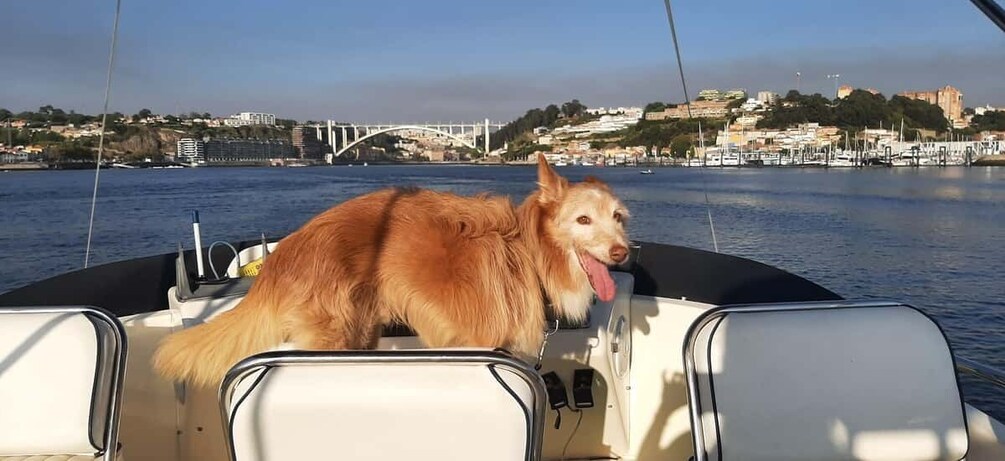 Picture 6 for Activity Porto: Luxury Yacht Tour of the 6 Bridges and Douro Estuary
