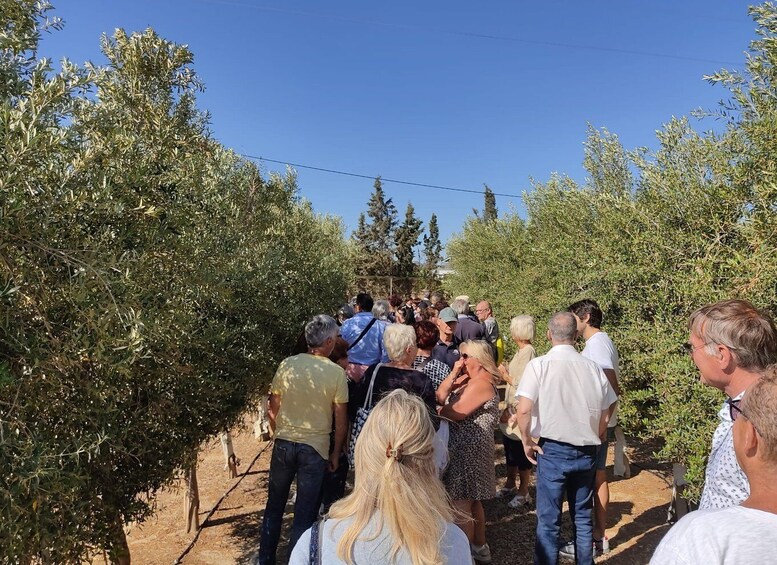 Picture 3 for Activity OleoAlmanzora: Guided tour olive groves and EVOO facilities