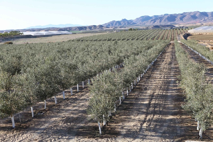 Picture 13 for Activity OleoAlmanzora: Guided tour olive groves and EVOO facilities