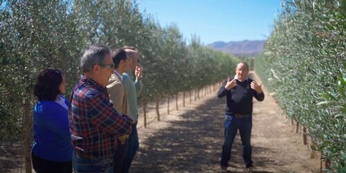 OleoAlmanzora: Rondleiding door olijfgaarden en EVOO-faciliteiten