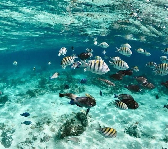 Picture 4 for Activity Nassau: Reef Snorkeling, Turtles, Lunch & Private Beach Club