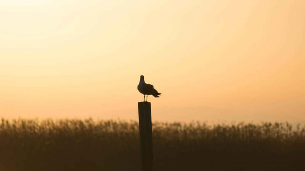 Picture 2 for Activity From Valencia: Albufera Day Trip with Boat Tour and Transfer