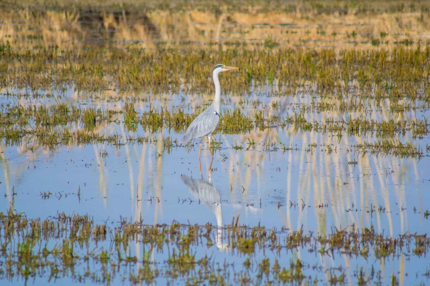 Picture 5 for Activity From Valencia: Albufera Day Trip with Boat Tour and Transfer