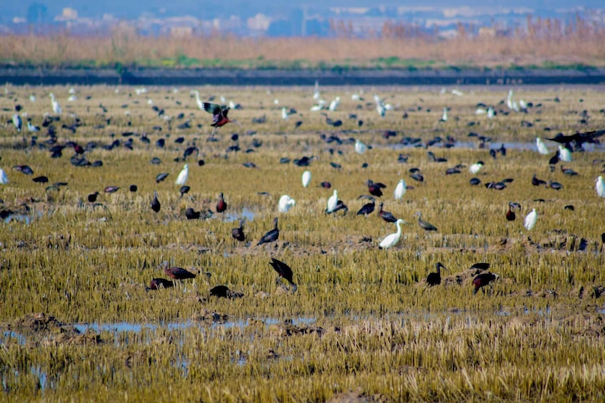 Picture 9 for Activity From Valencia: Albufera Day Trip with Boat Tour and Transfer