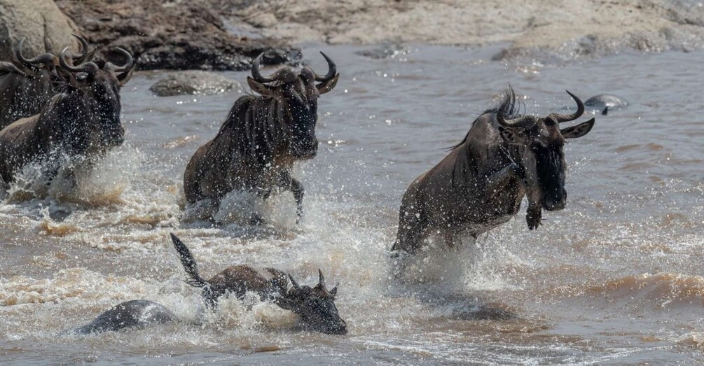 Picture 4 for Activity Indepth tour of wildbeest migration Serengeti and Ngorongoro