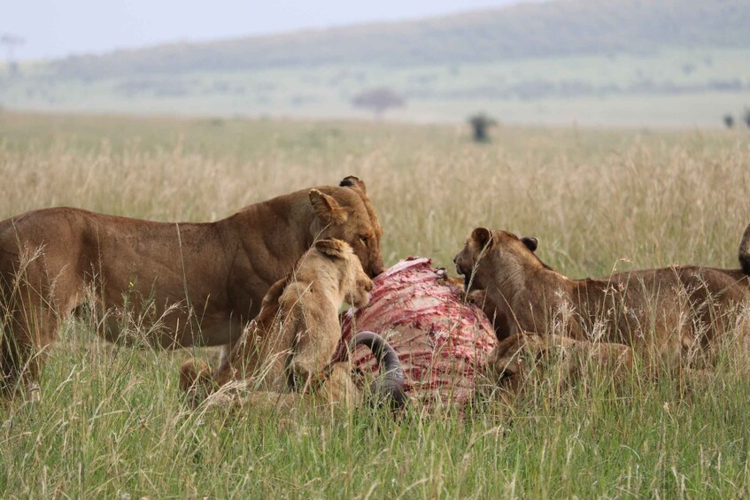 Picture 6 for Activity Indepth tour of wildbeest migration Serengeti and Ngorongoro