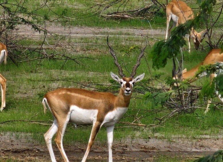 Picture 6 for Activity Bishnoi Village Safari Day Tours