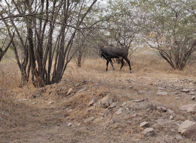 Picture 7 for Activity From Jaipur: Ranthambore Tiger Safari Tour By Car