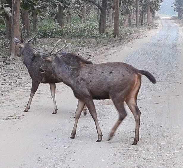 From Jaipur: Ranthambore Tiger Safari Tour By Car