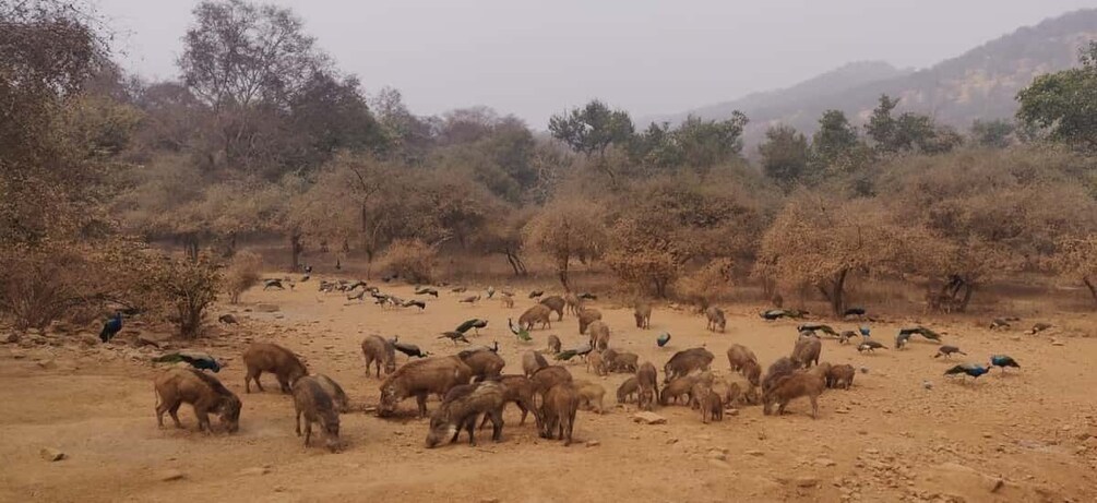 Picture 2 for Activity From Jaipur: Ranthambore Tiger Safari Tour By Car