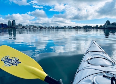 Victoria : Kayak Harbour excursion