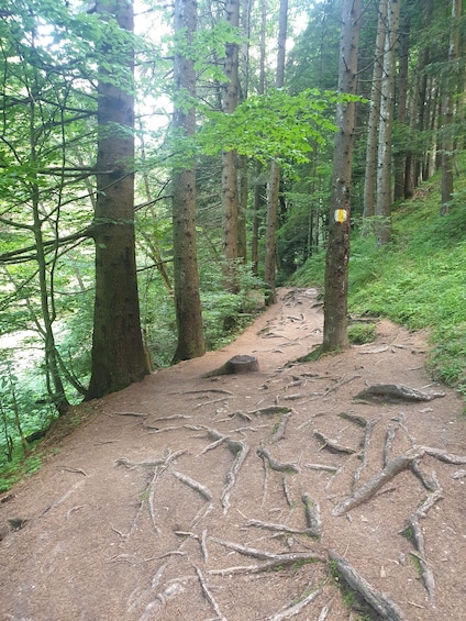 Picture 6 for Activity From Brasov : Hiking in Piatra Craiului National Park