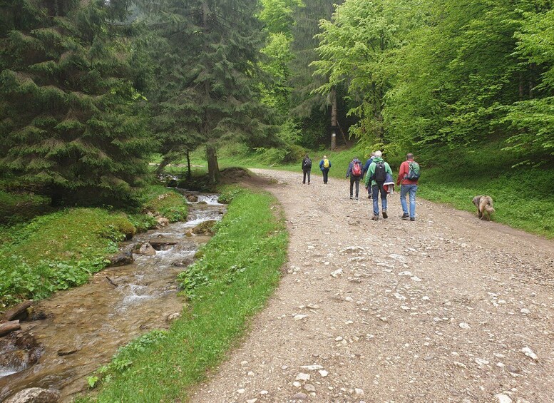 Picture 5 for Activity From Brasov : Hiking in Piatra Craiului National Park