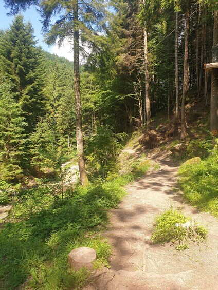 Picture 7 for Activity From Brasov : Hiking in Piatra Craiului National Park