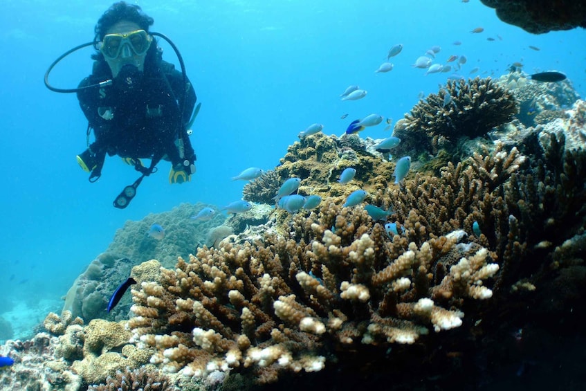 Picture 6 for Activity Tayrona National Park: Scuba Diving Tour for Beginners