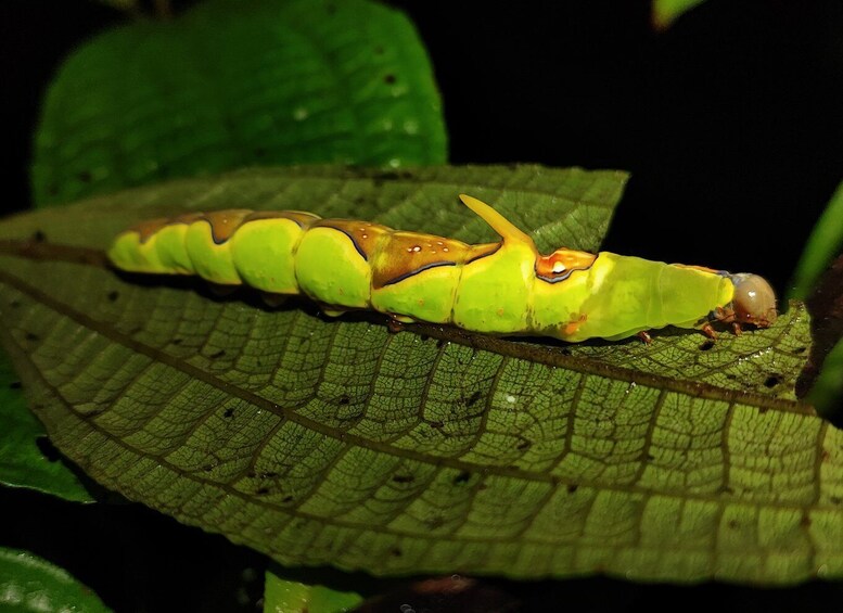 Picture 3 for Activity La Fortuna: Arenal Volcano Rainforest Night Tour