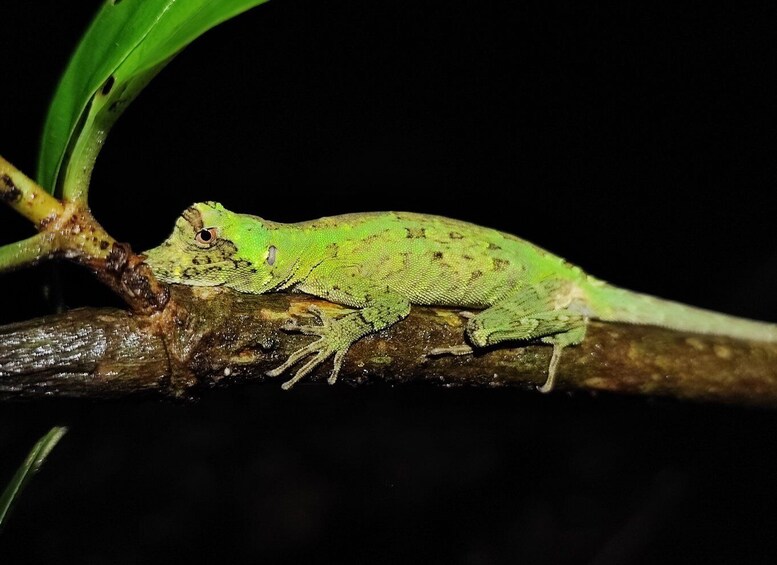 Picture 5 for Activity La Fortuna: Arenal Volcano Rainforest Night Tour