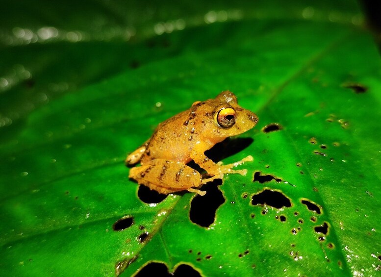 Picture 8 for Activity La Fortuna: Arenal Volcano Rainforest Night Tour