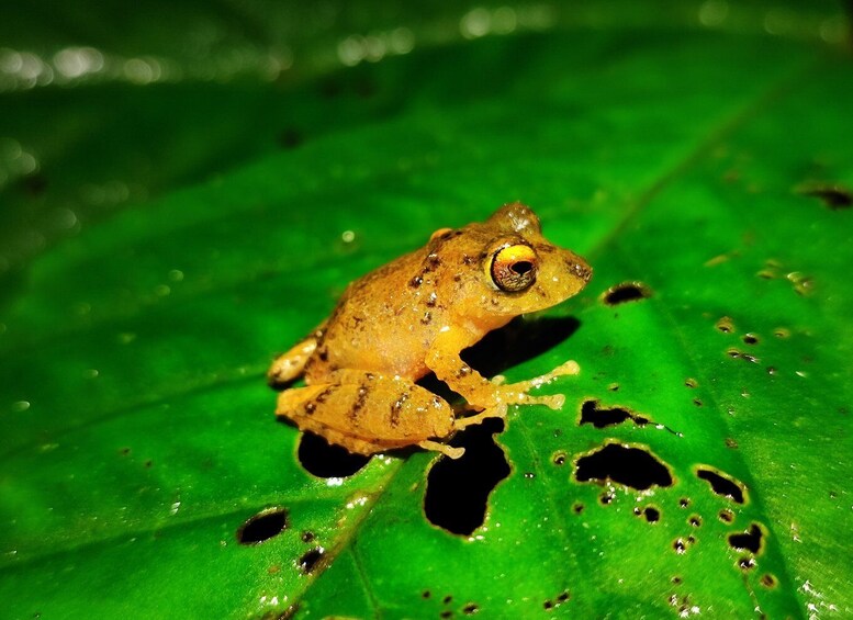 Picture 8 for Activity La Fortuna: Arenal Volcano Rainforest Night Tour