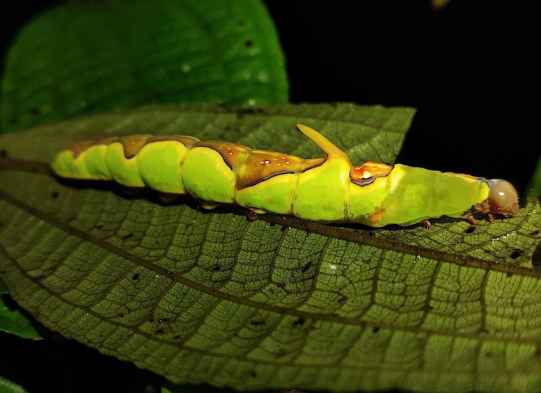 Picture 3 for Activity La Fortuna: Arenal Volcano Rainforest Night Tour