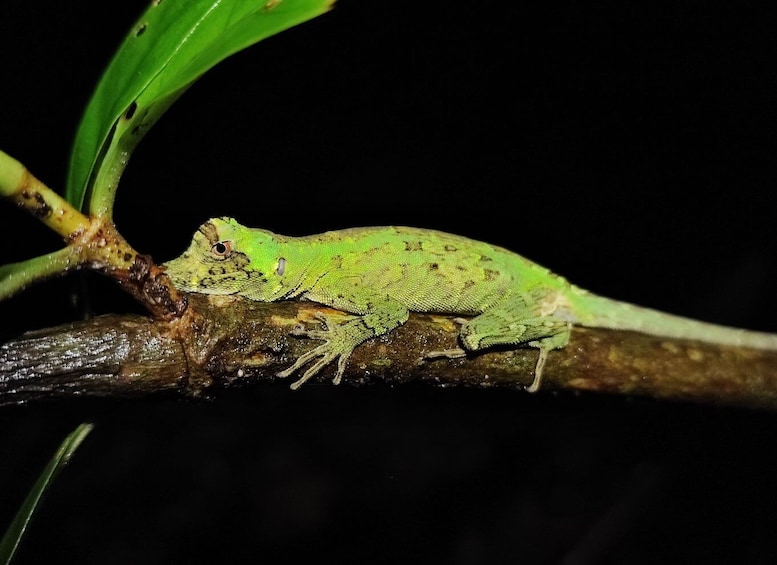 Picture 5 for Activity La Fortuna: Arenal Volcano Rainforest Night Tour