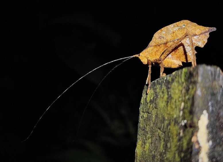 Picture 6 for Activity La Fortuna: Arenal Volcano Rainforest Night Tour