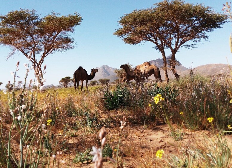 Picture 3 for Activity From Tangier: 6-Day Desert and Mountain Tour to Merzouga