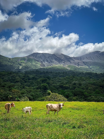 Picture 1 for Activity Explore Rincon de la Vieja Rainforest on Horseback Riding