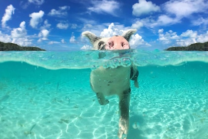 Nassau:Tour delle 3 isole di Rose con maiali, tartarughe, snorkeling e pran...