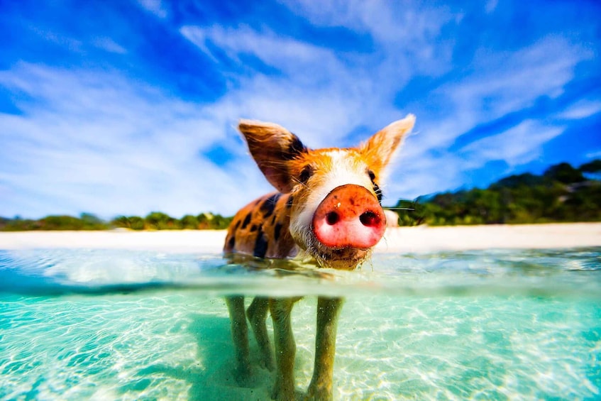 Picture 14 for Activity From Nassau: Rose 3-Island Tour with Pigs,Turtles,& Snorkel