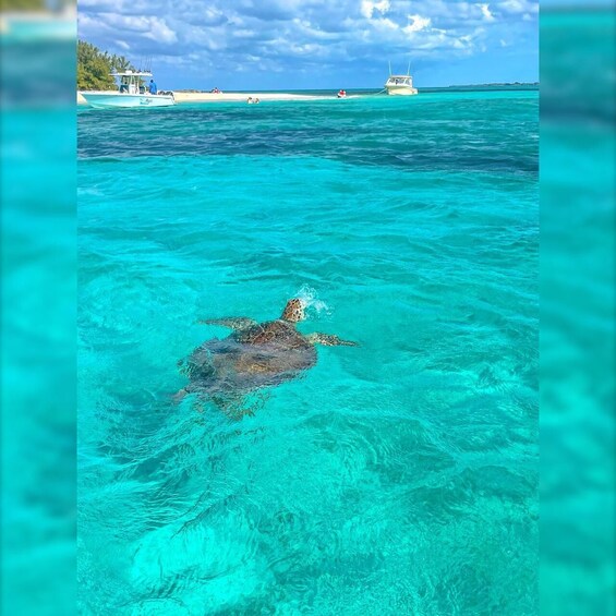 Picture 9 for Activity From Nassau: Rose 3-Island Tour with Pigs,Turtles,& Snorkel