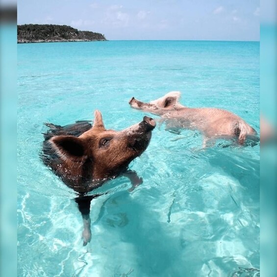 Picture 3 for Activity From Nassau: Rose 3-Island Tour with Pigs,Turtles,& Snorkel