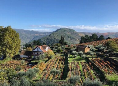 Natürliche Bio-Weinverkostung / Bauernhofbesuch im Douro-Tal
