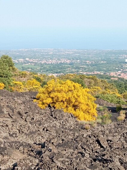 Picture 5 for Activity Catania: Mount Etna Sunset Tour and Etna Doc Wine