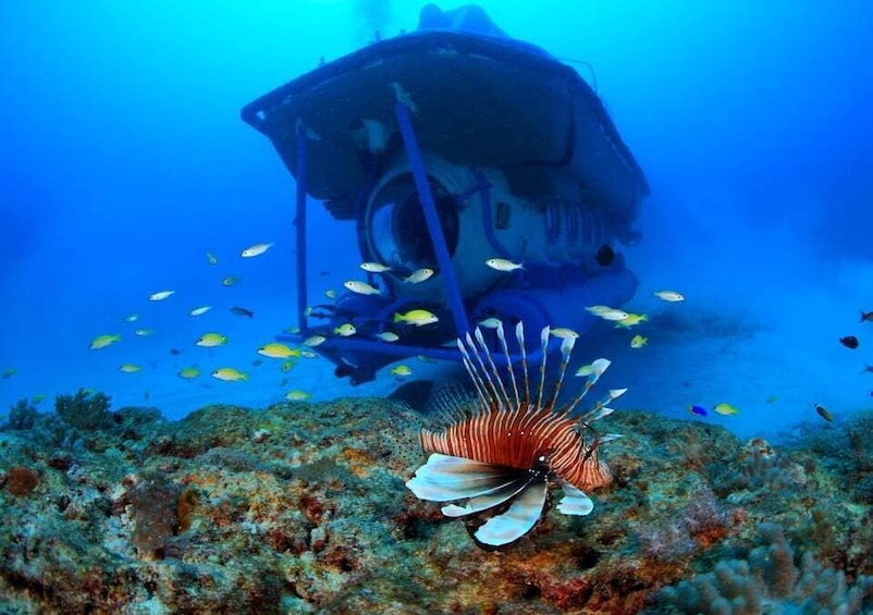 Picture 12 for Activity Trou-aux-Biches: Submarine Tour to the Star Hope Wreck