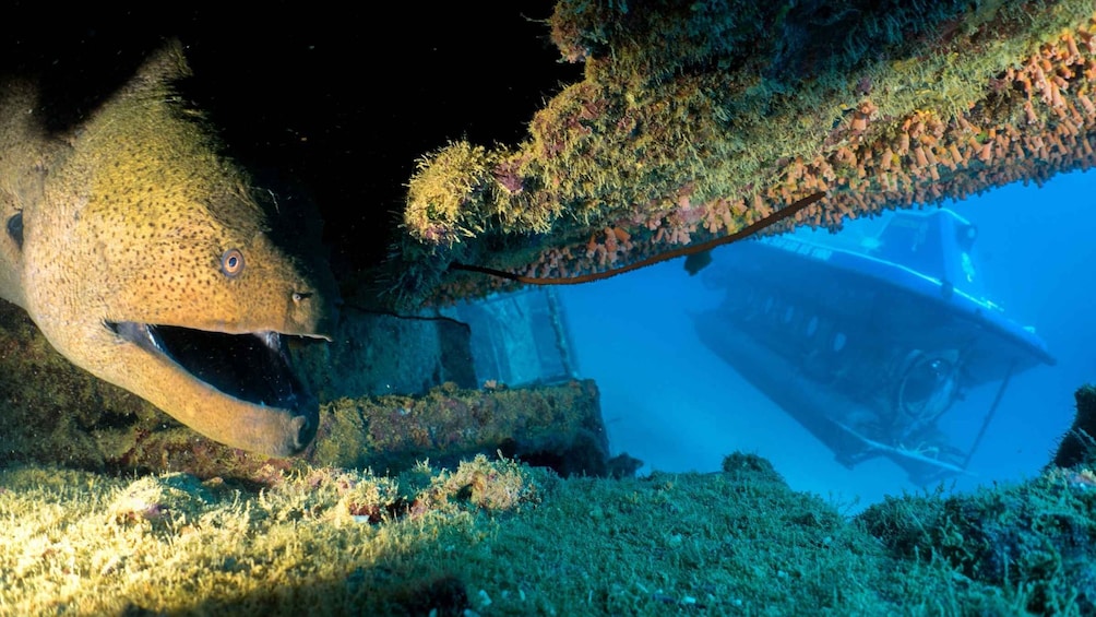 Picture 1 for Activity Trou-aux-Biches: Submarine Tour to the Star Hope Wreck