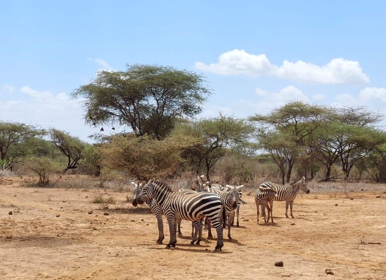 Picture 11 for Activity 2 Days safari Tsavo East
