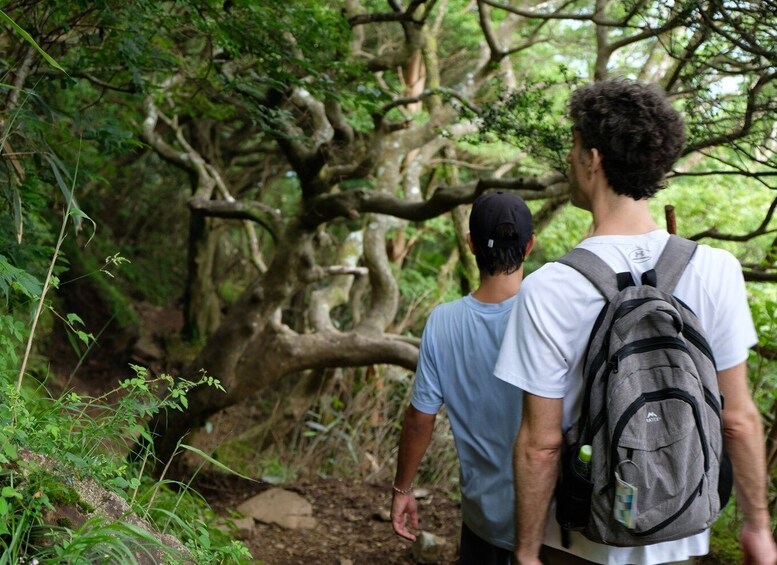 Picture 4 for Activity Hakone: Traverse the Hakone Caldera and Enjoy Onsen