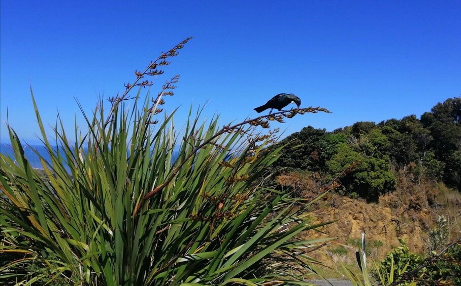 Picture 2 for Activity From Greymouth: Highlights West Coast Day Tour