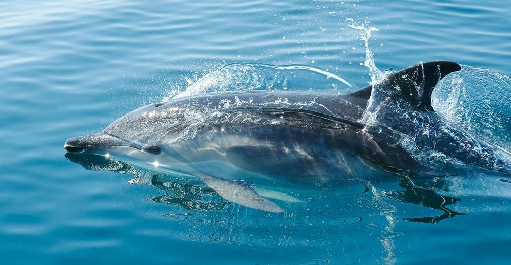 Picture 2 for Activity From Zadar: Island-Hopping Speedboat Tour with Drinks