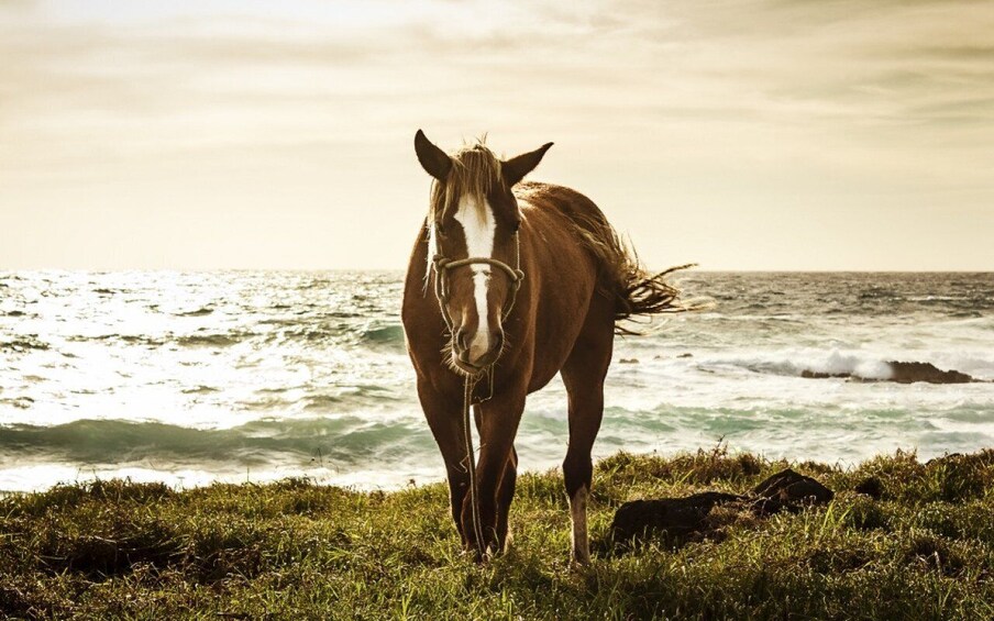 Picture 8 for Activity Terevaka Horse Excursion: The highest point and 360° view.