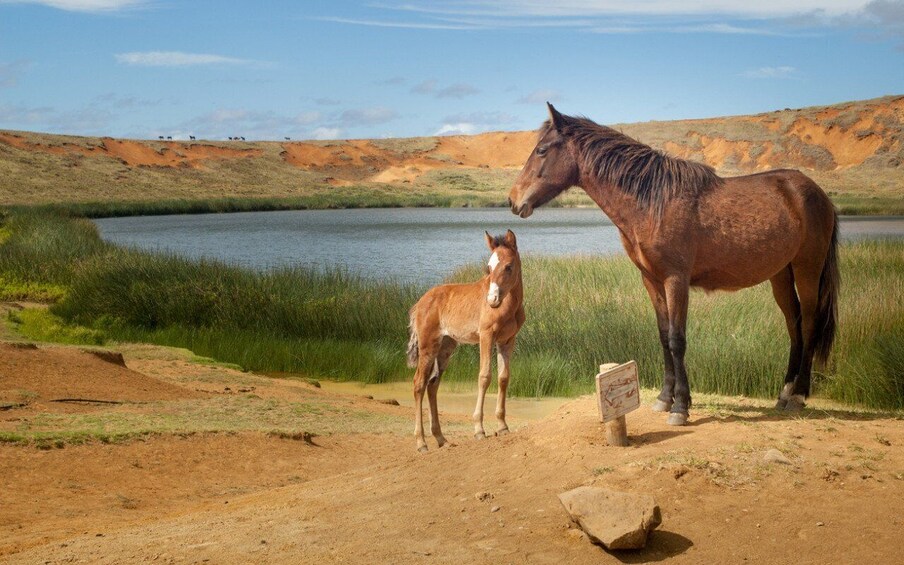 Picture 4 for Activity Terevaka Horse Excursion: The highest point and 360° view.