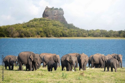 Colombo/Negombo: Sigiriya, Dambulla-grotten og dagstur med safari