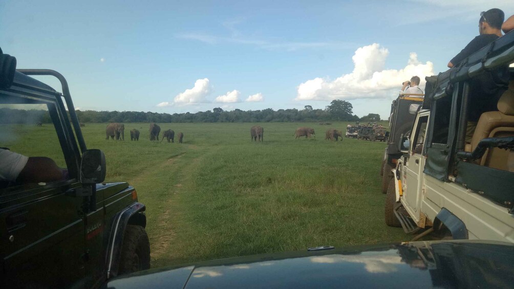 Picture 2 for Activity Colombo/Negombo: Sigiriya, Dambulla Cave, & Safari Day Tour