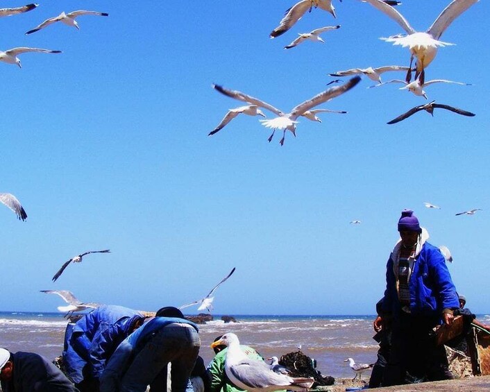 Picture 8 for Activity Essaouira Full Day Trip : From Marrakech